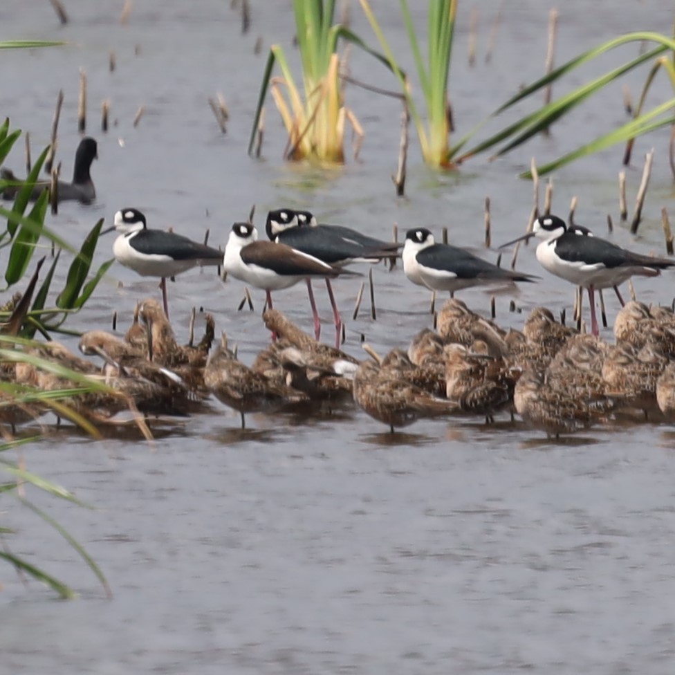 kortnebbekkasinsnipe - ML617278595