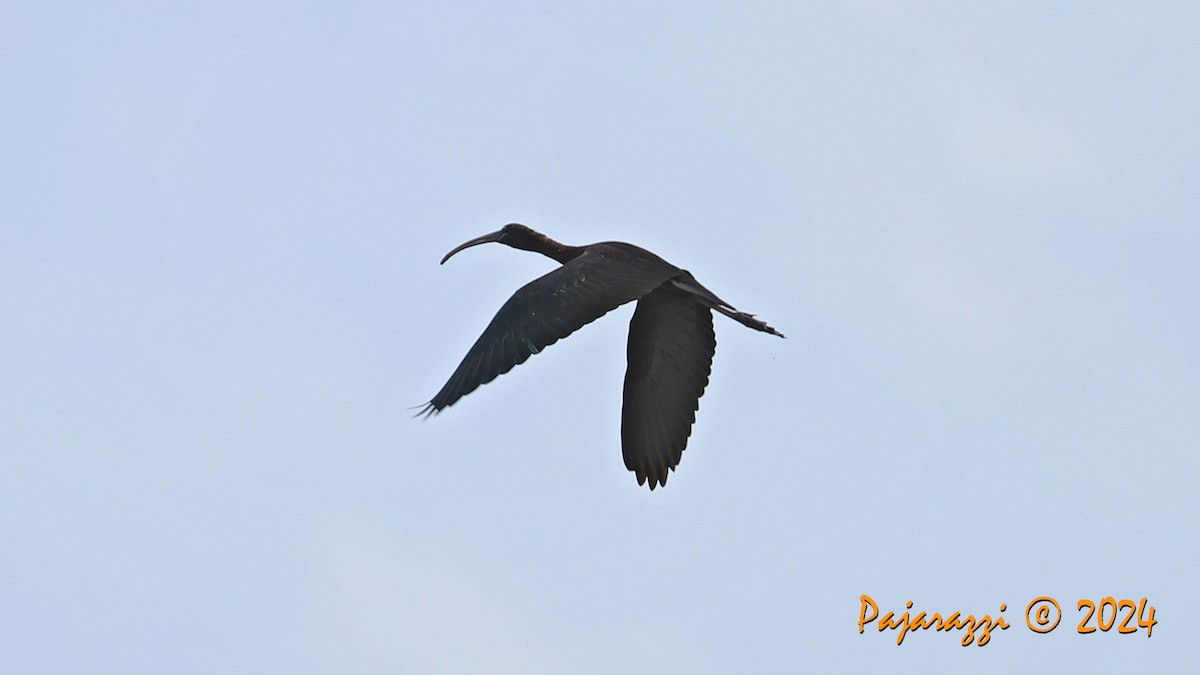 ibis hnědý - ML617278682