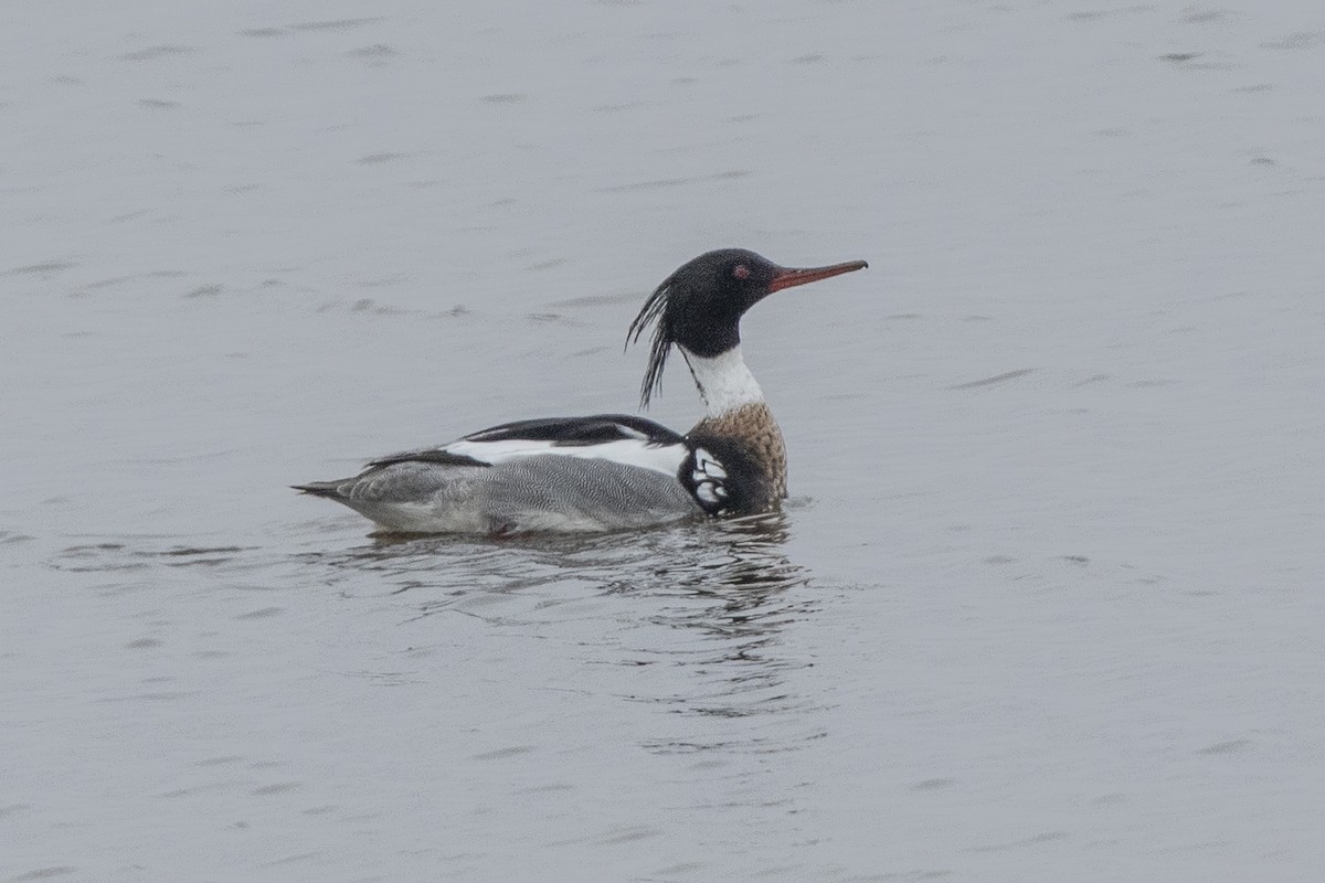 Red-breasted Merganser - ML617278687