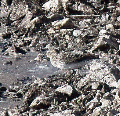 Least Sandpiper - Doug Hogg