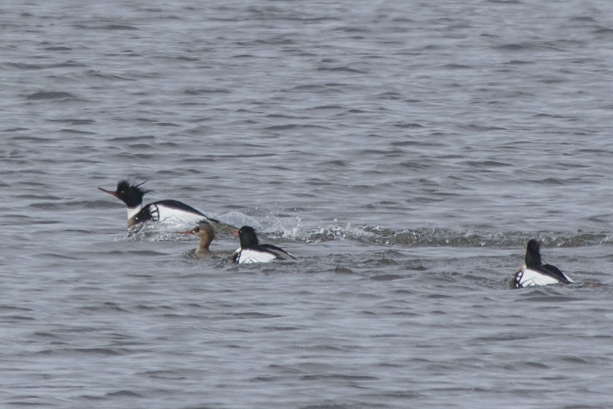 Red-breasted Merganser - ML617278692