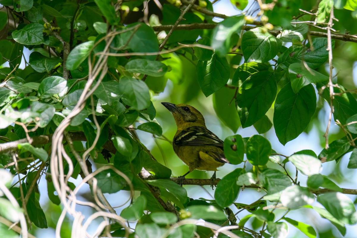 Flame-colored Tanager - Ruben Torres