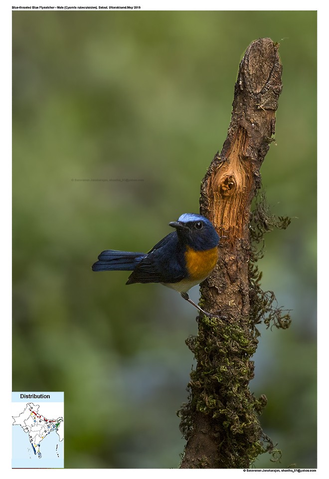 Blue-throated Flycatcher - ML617278721