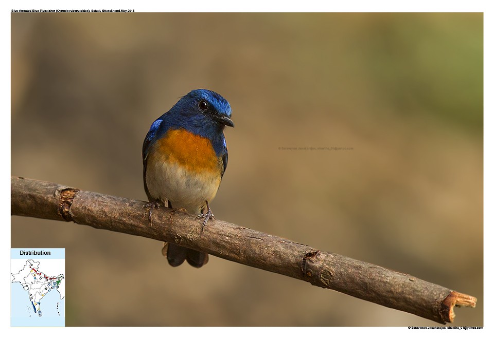 Blue-throated Flycatcher - ML617278722