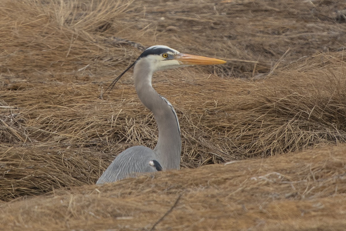 Great Blue Heron - ML617278744