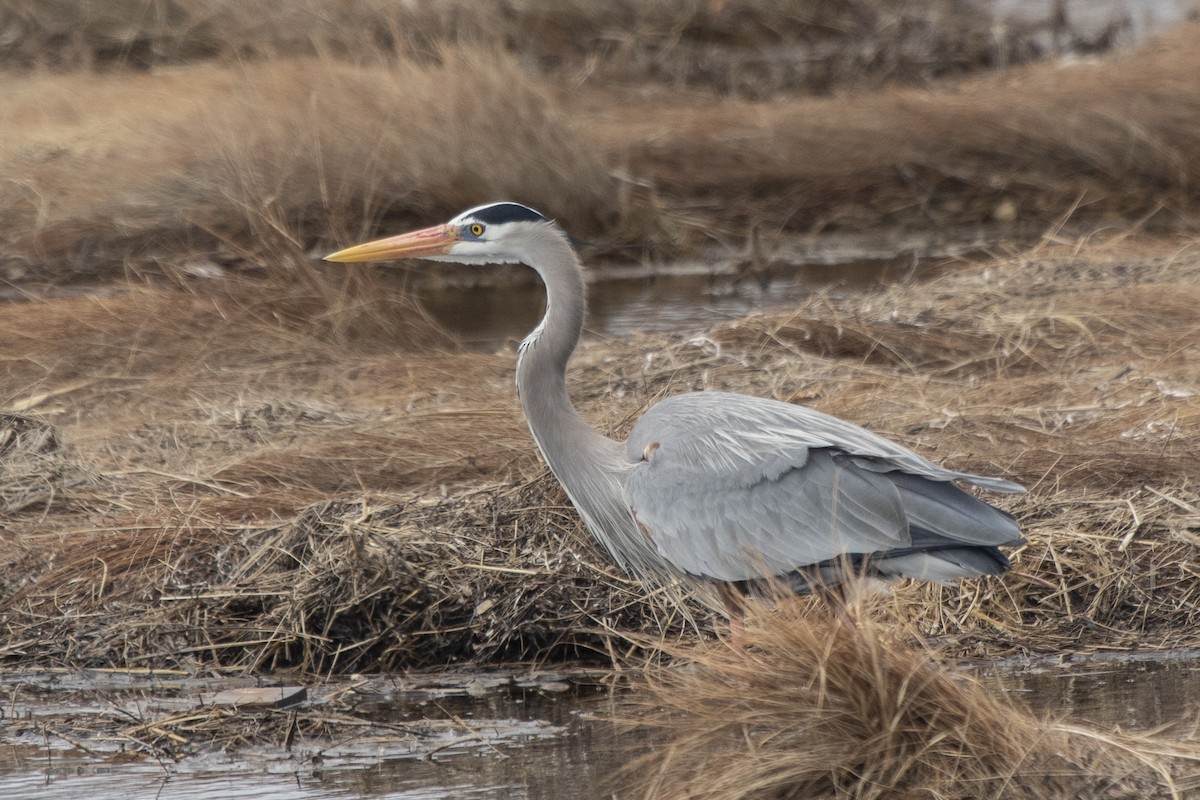 Great Blue Heron - ML617278746