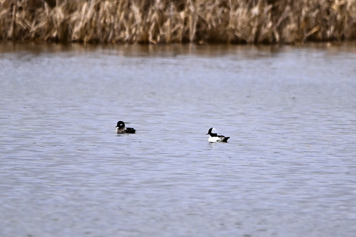 Bufflehead - ML617278787