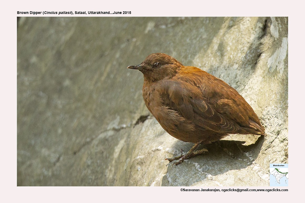 Brown Dipper - ML617278839