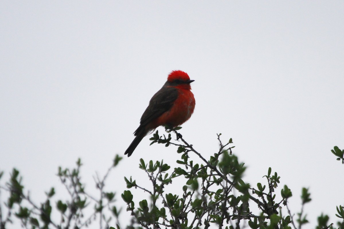 Vermilion Flycatcher - ML617278884