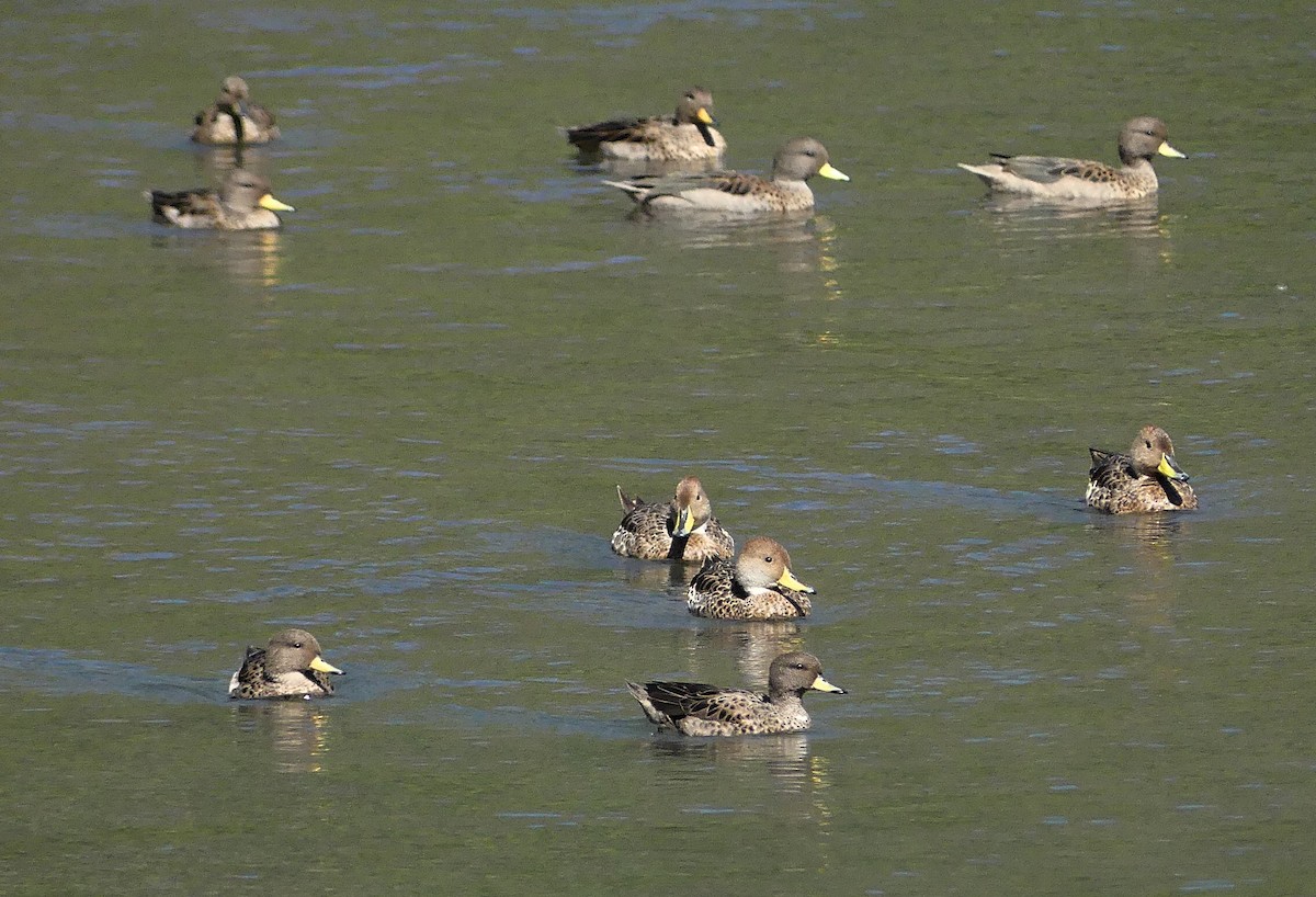 Yellow-billed Teal - ML617278902