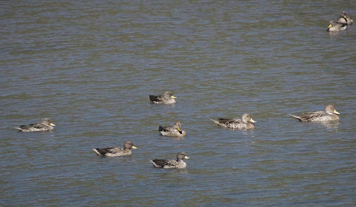 Yellow-billed Teal - ML617278903