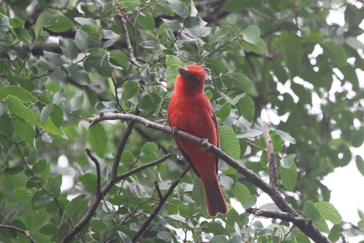 Summer Tanager - ML617278907