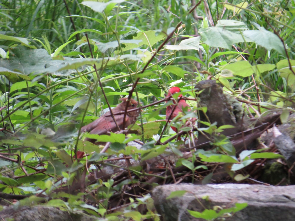 Northern Cardinal - ML61727891