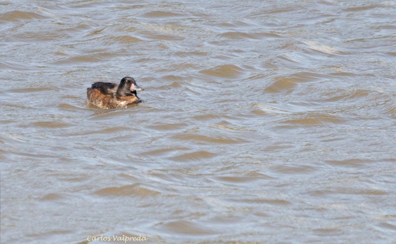 Black-headed Duck - ML617278921