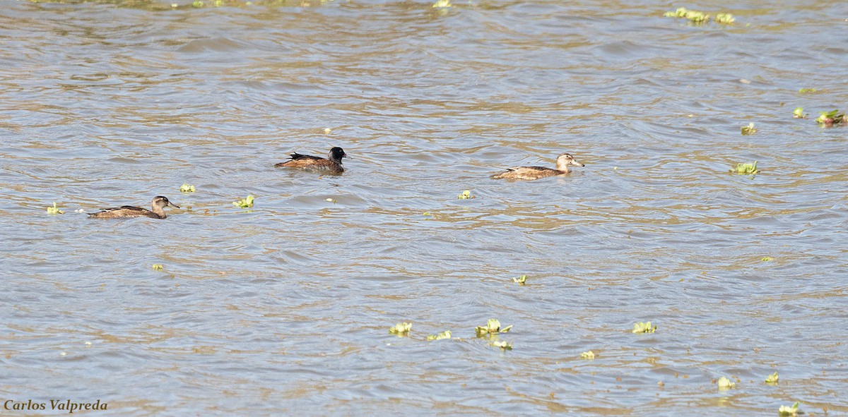 Black-headed Duck - ML617278926