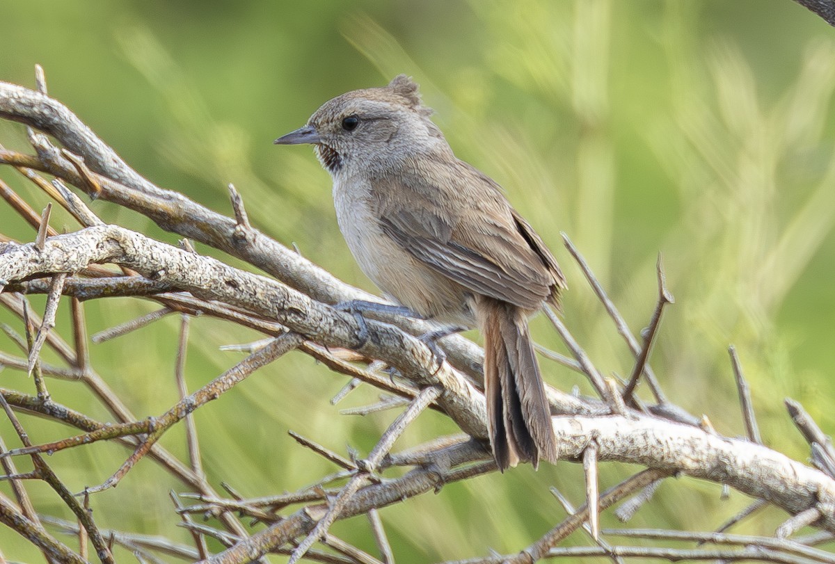 Short-billed Canastero - Peter Kondrashov