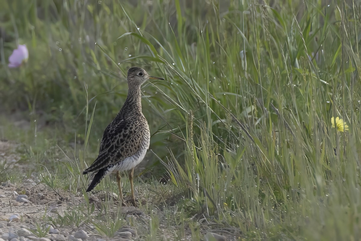 Upland Sandpiper - Jeffrey Mann