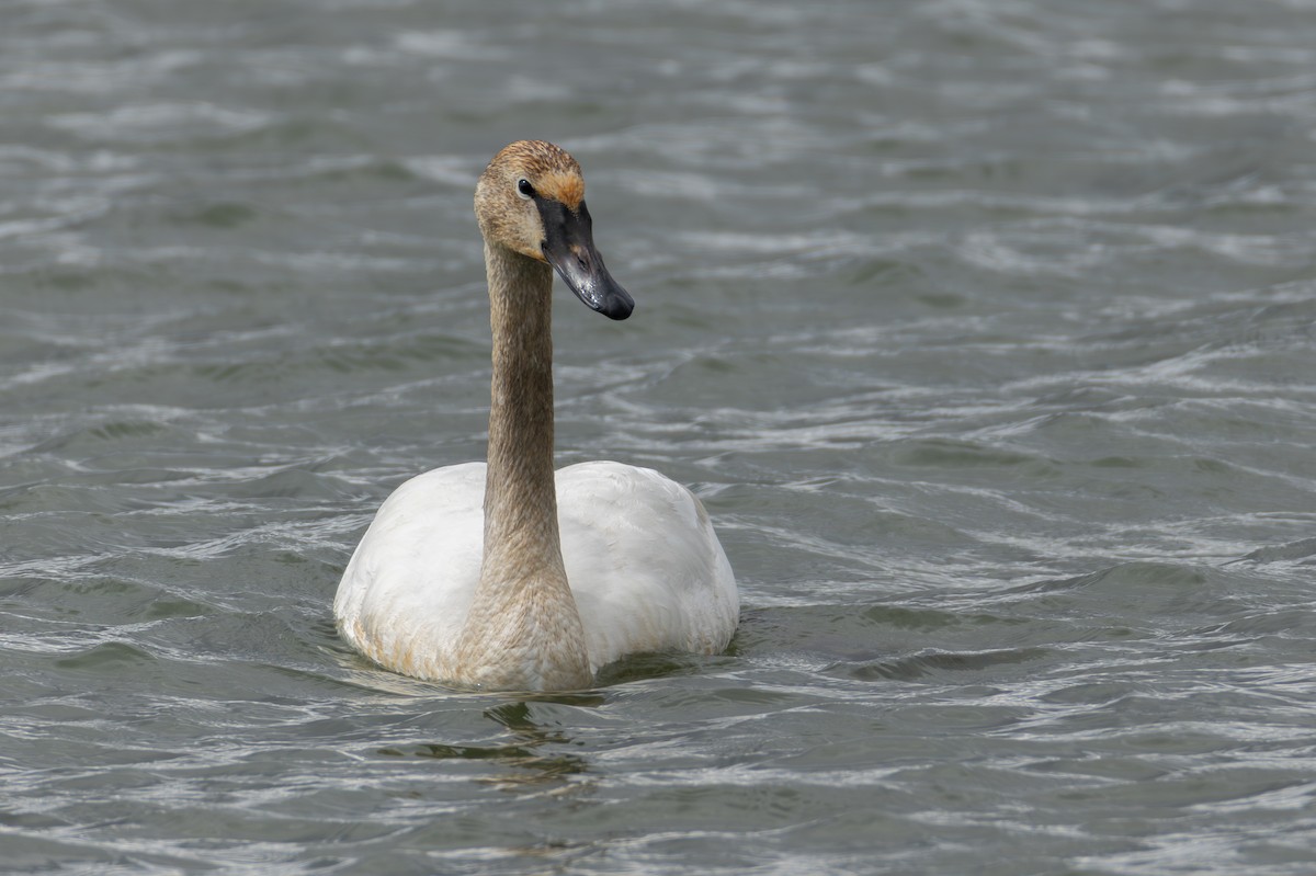 Trumpeter Swan - Sylvie Martel / Gaétan Giroux