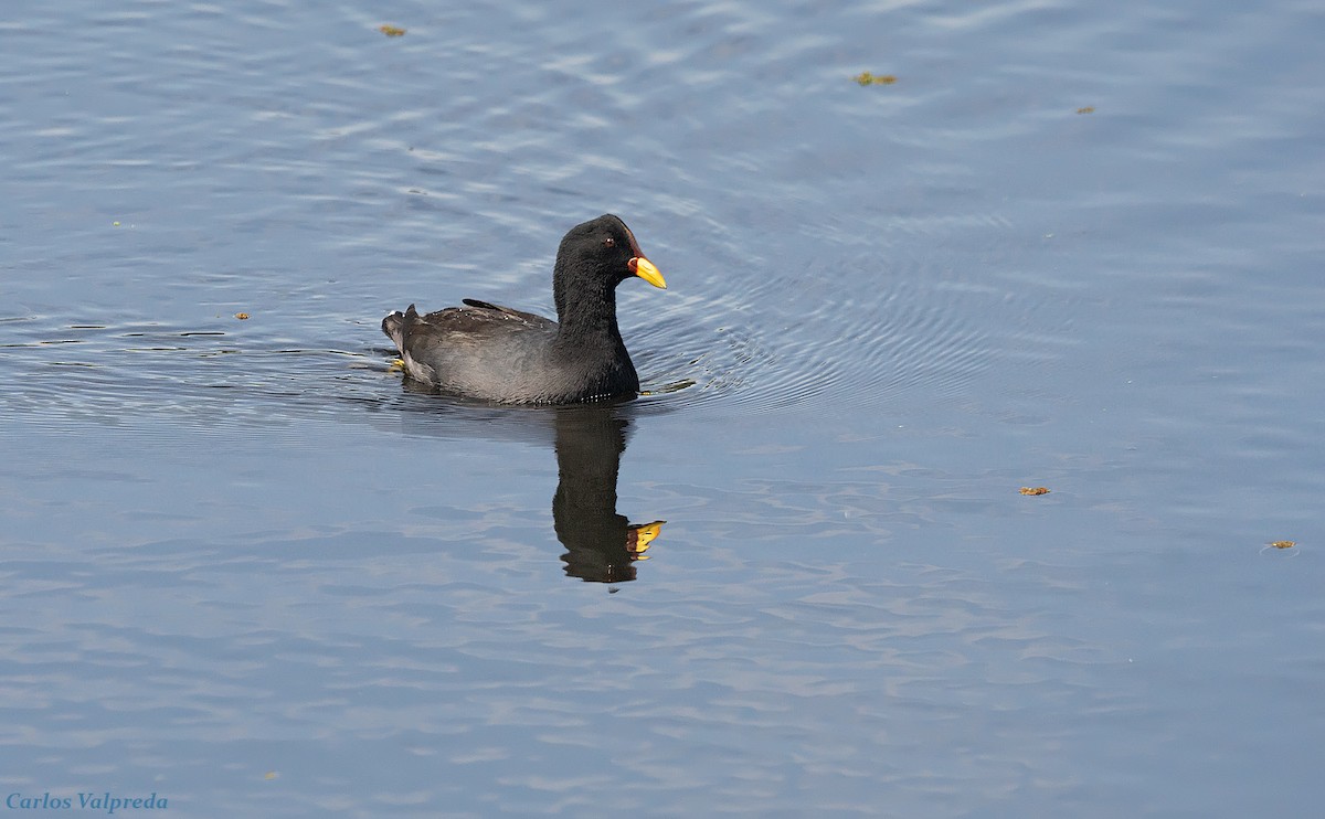 Red-fronted Coot - ML617279001