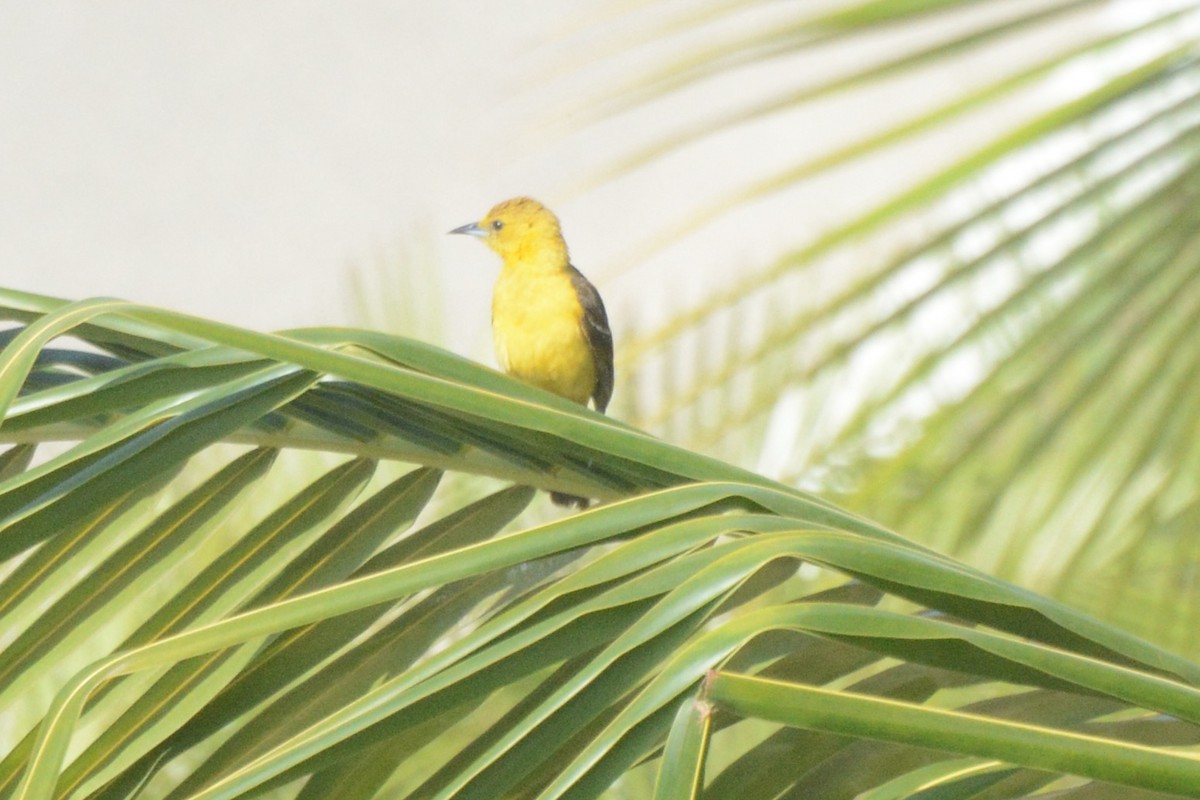 new world oriole sp. - Donna Foyle