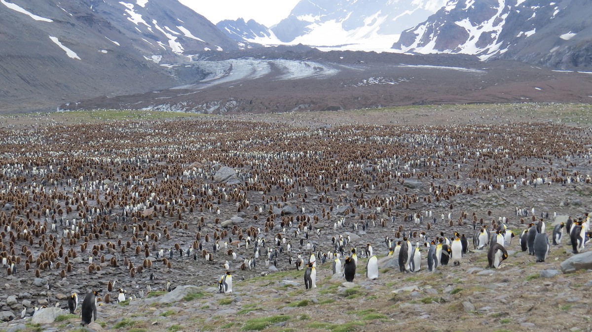 King Penguin - Lily Douglas