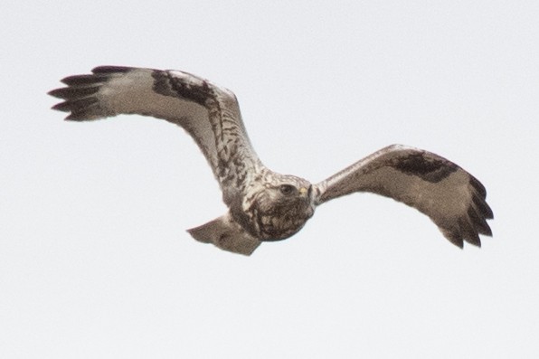 Rough-legged Hawk - ML617279028