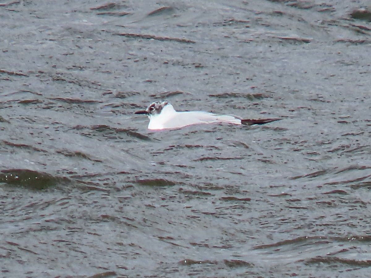 Bonaparte's Gull - Rick Robinson