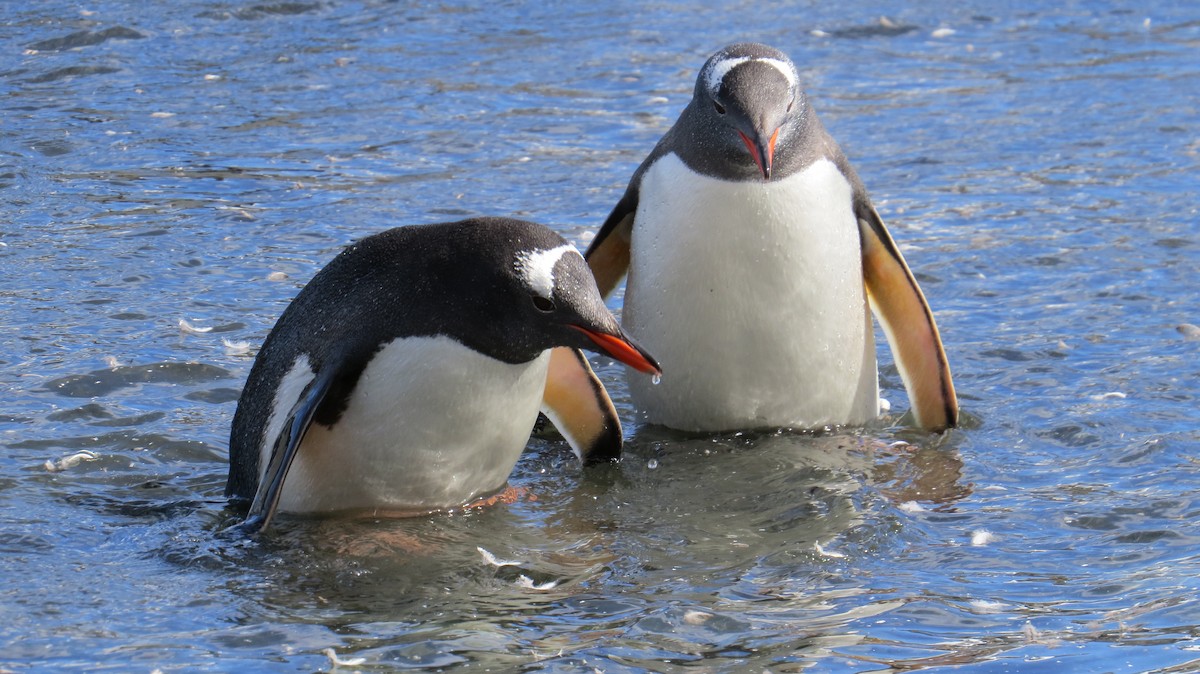 Gentoo Penguin - ML617279082