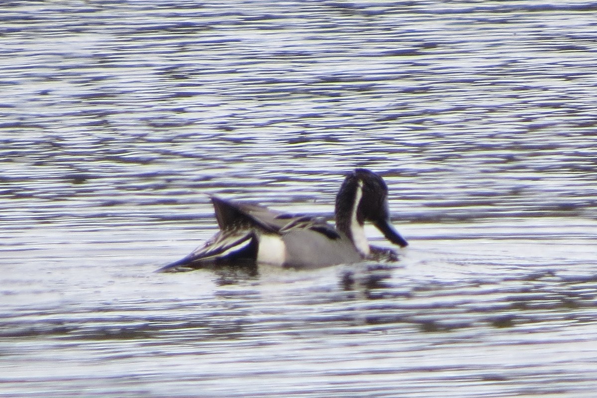 Northern Pintail - ML617279101