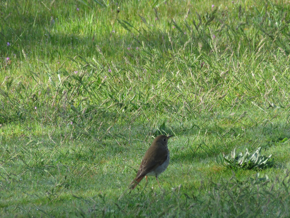 Hermit Thrush - ML617279133