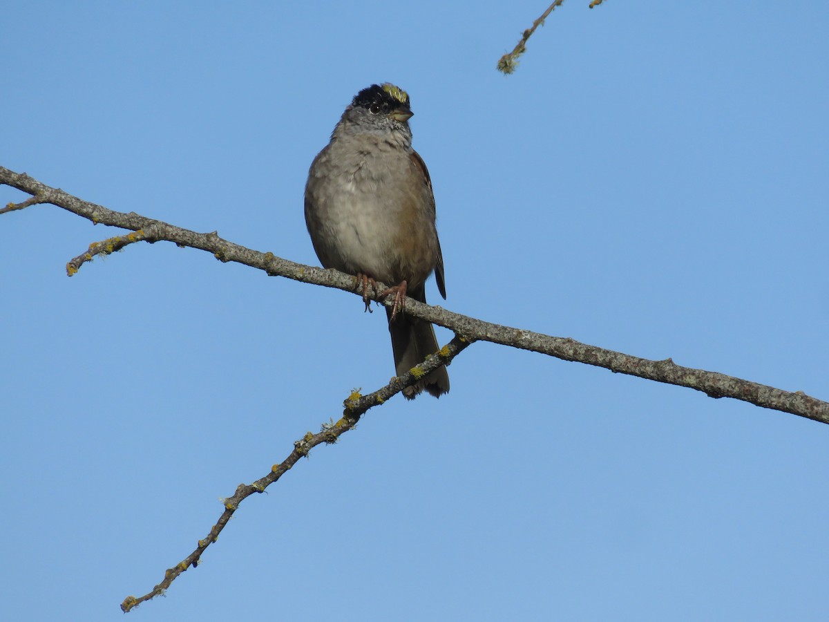 Golden-crowned Sparrow - ML617279140