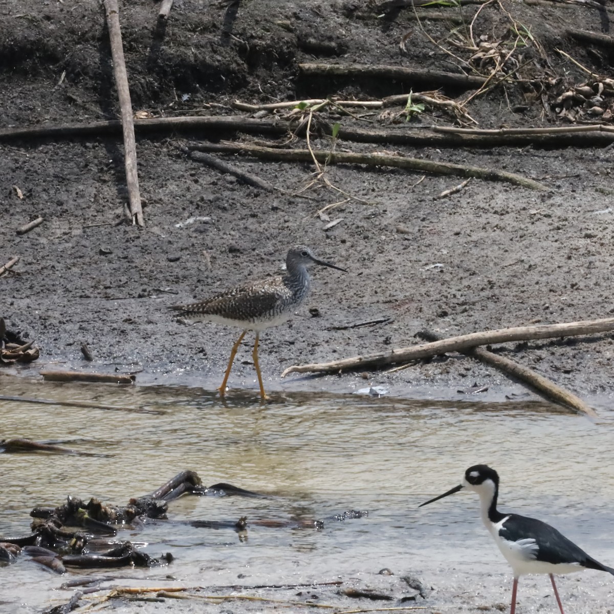 Greater Yellowlegs - ML617279156