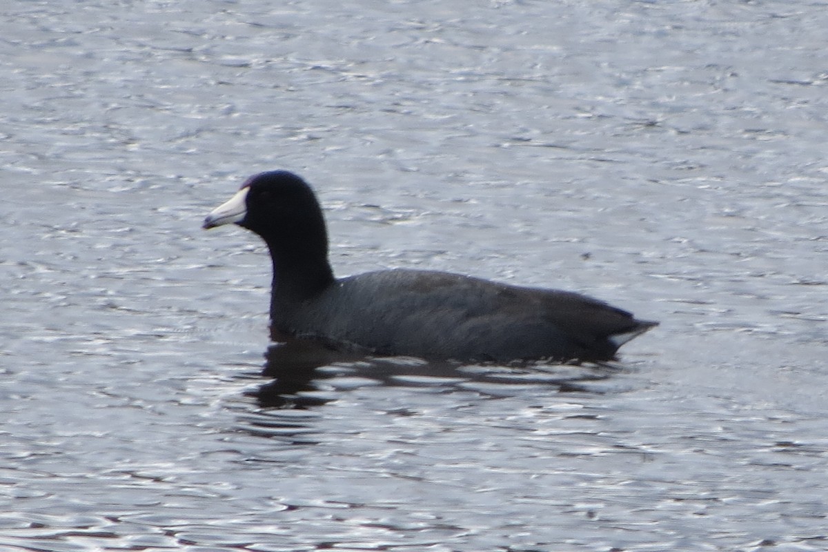 Foulque d'Amérique - ML617279173