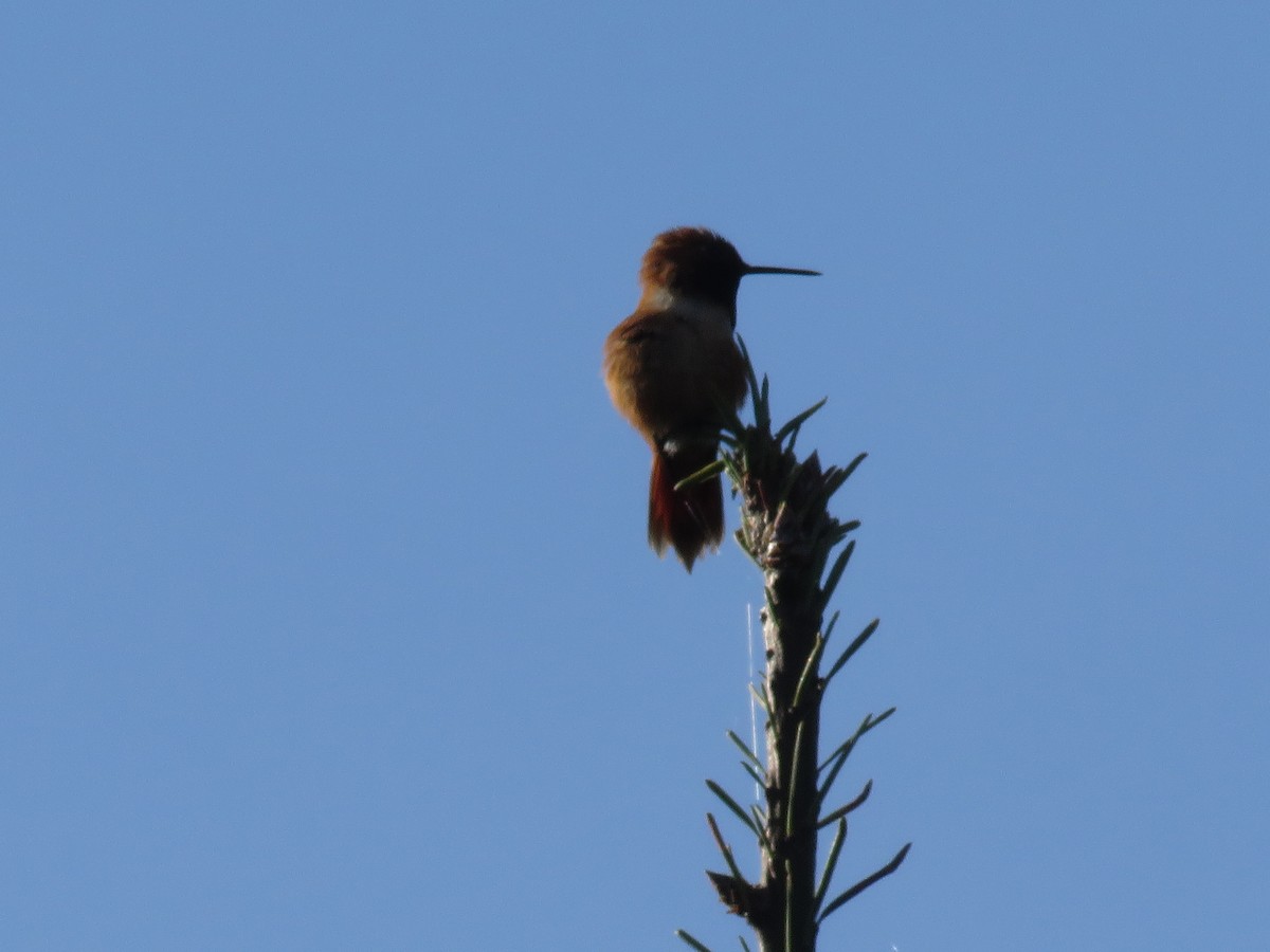 Rufous Hummingbird - ML617279174