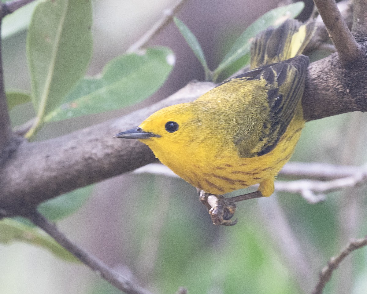 Northern/Mangrove Yellow Warbler - ML617279178