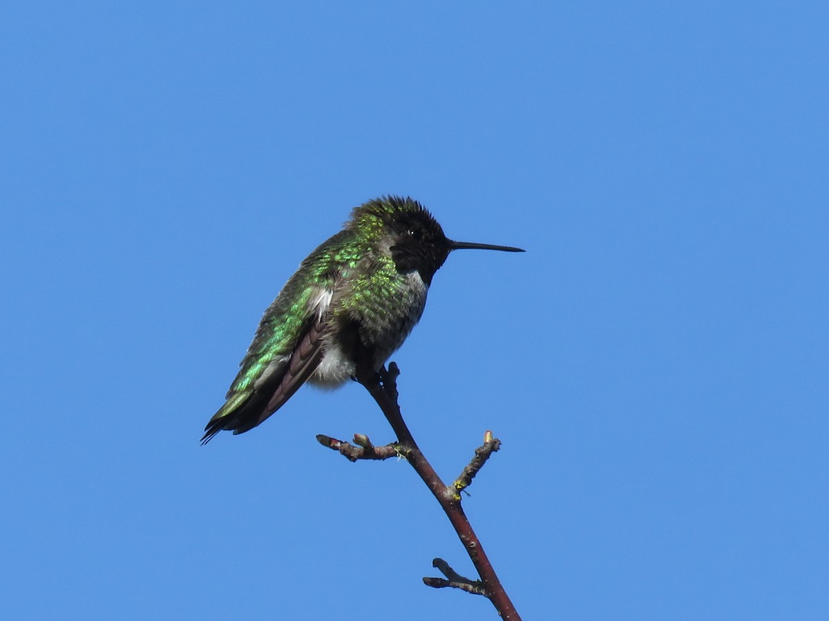 Anna's Hummingbird - ML617279187