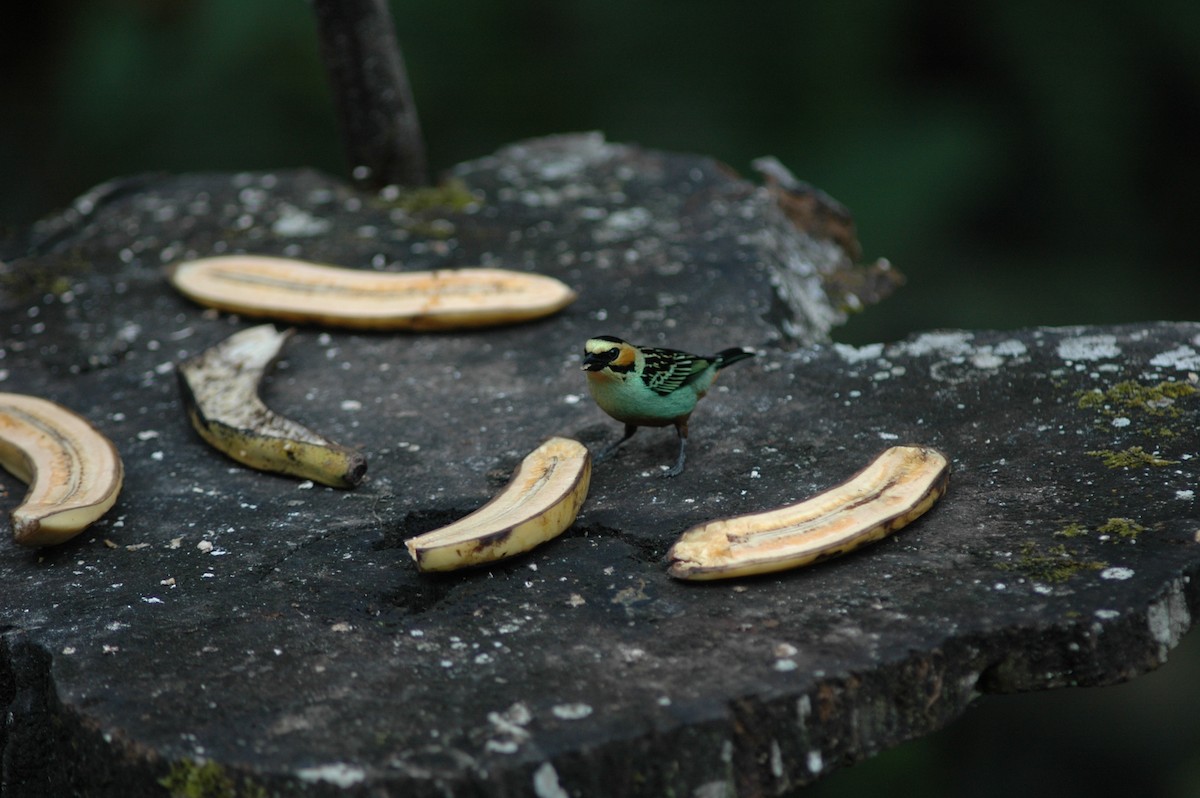 Golden-eared Tanager - Francisco Sornoza