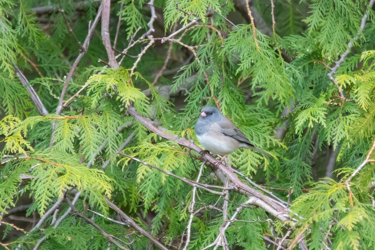 Dark-eyed Junco - Derek Rogers