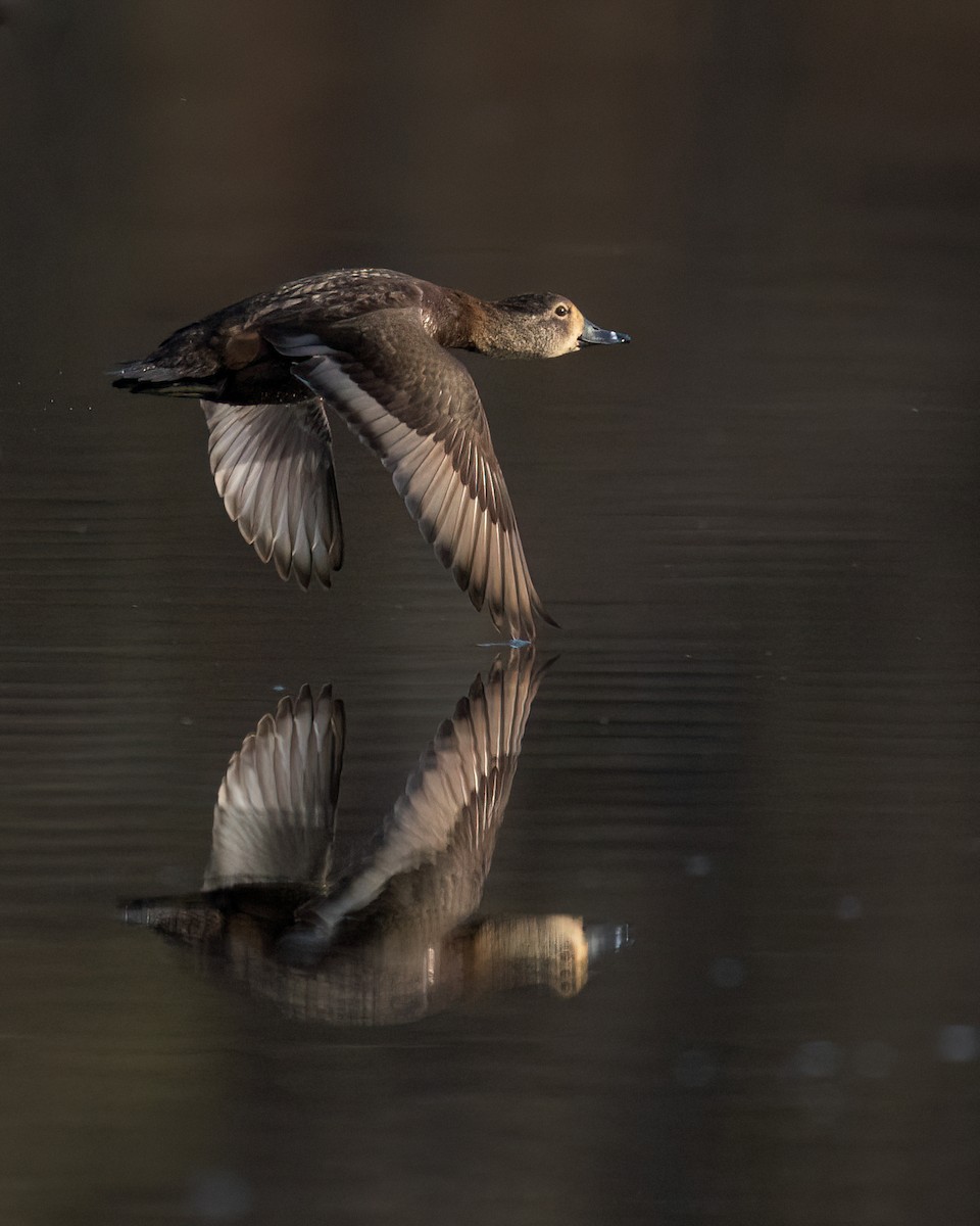 Ring-necked Duck - Ewa Golebiowska