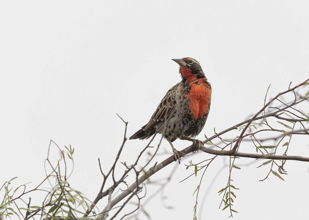 Peruvian Meadowlark - VERONICA ARAYA GARCIA