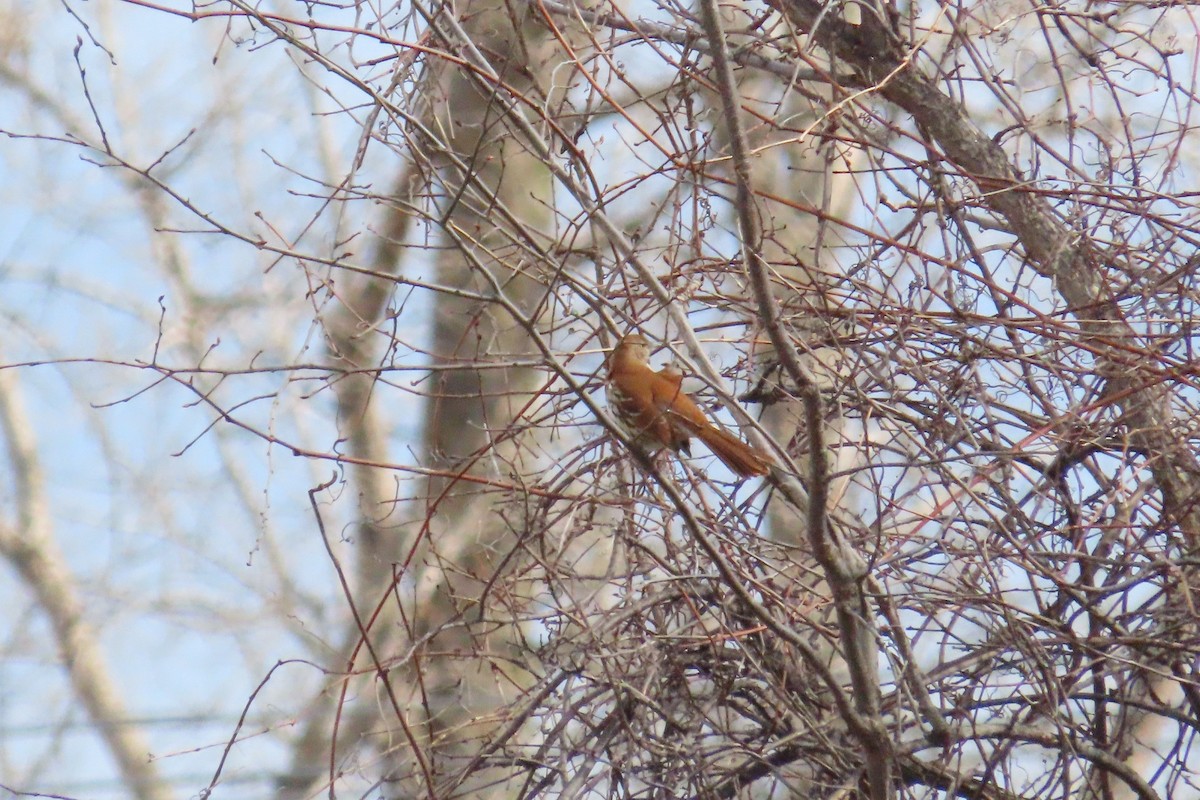 Brown Thrasher - ML617279295