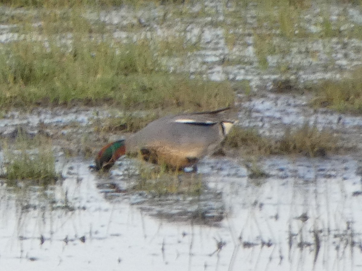 Green-winged Teal - ML617279308