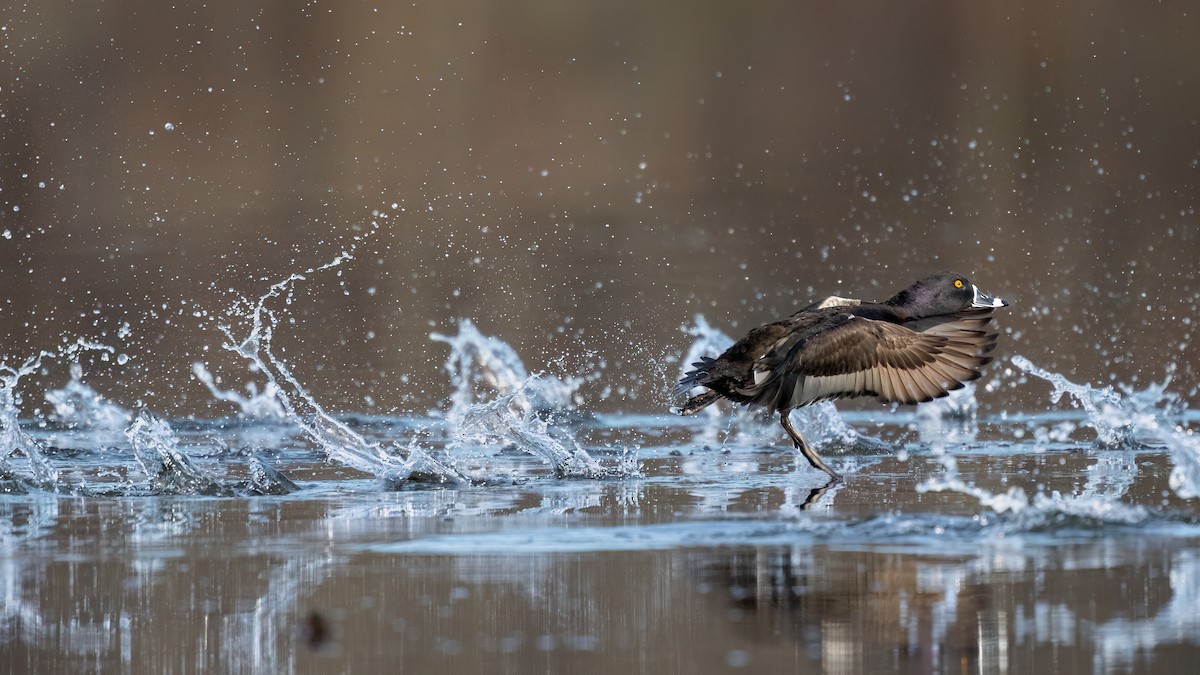 Ring-necked Duck - ML617279330