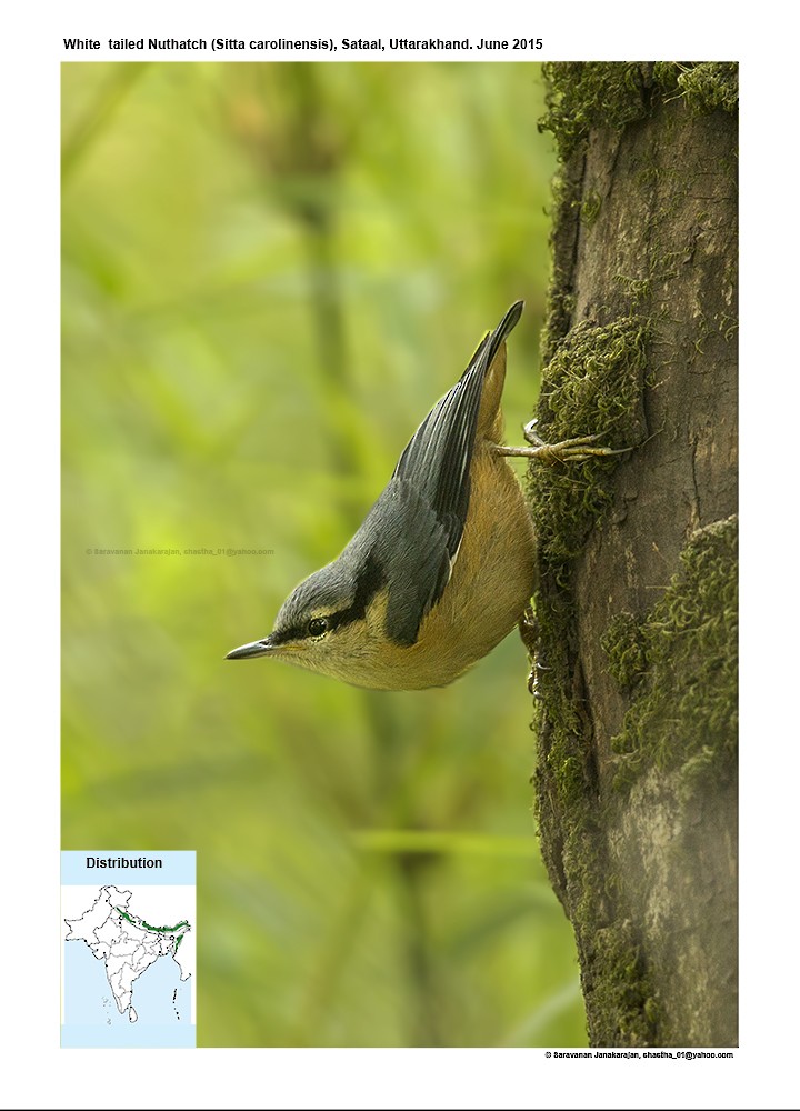 White-tailed Nuthatch - ML617279349