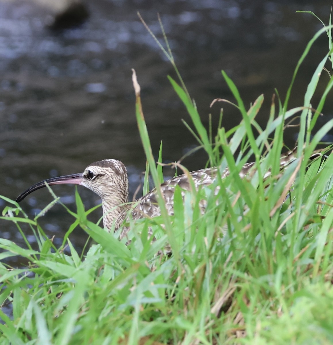 Regenbrachvogel - ML617279373