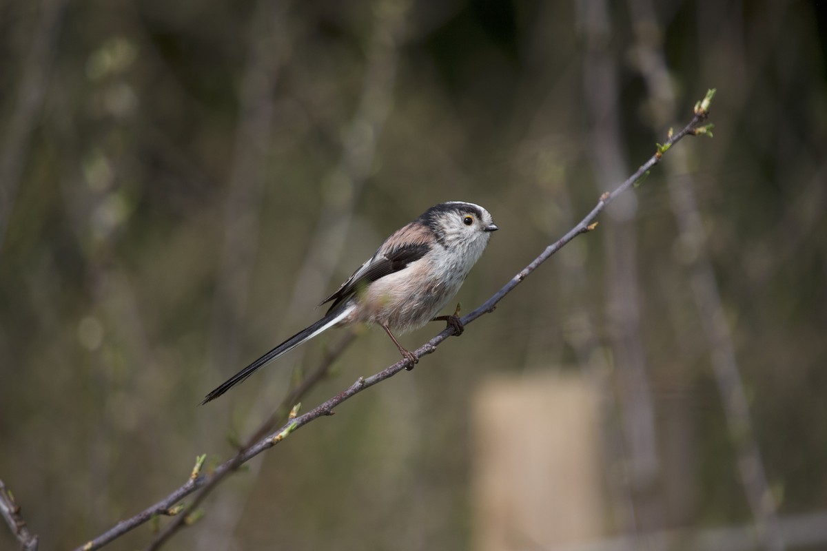 Long-tailed Tit (europaeus Group) - ML617279392