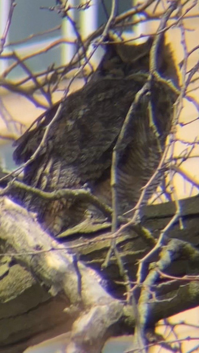 Great Horned Owl - ML617279415