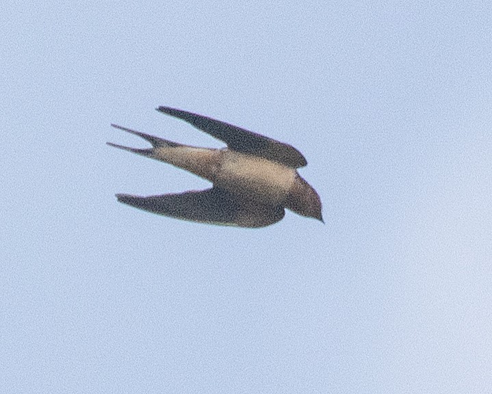 Barn Swallow - ML617279465