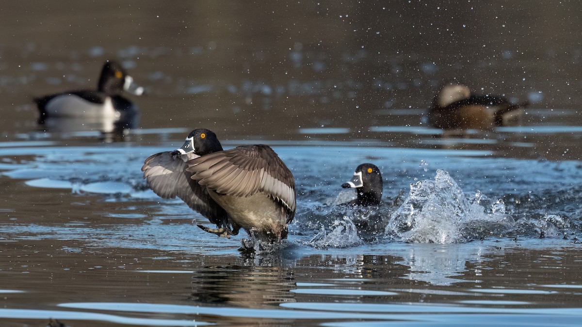 Ring-necked Duck - ML617279467