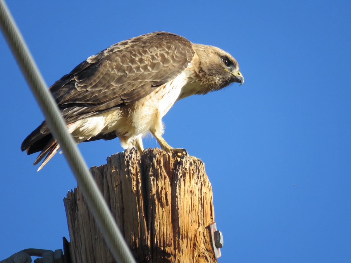 Red-tailed Hawk - ML617279469
